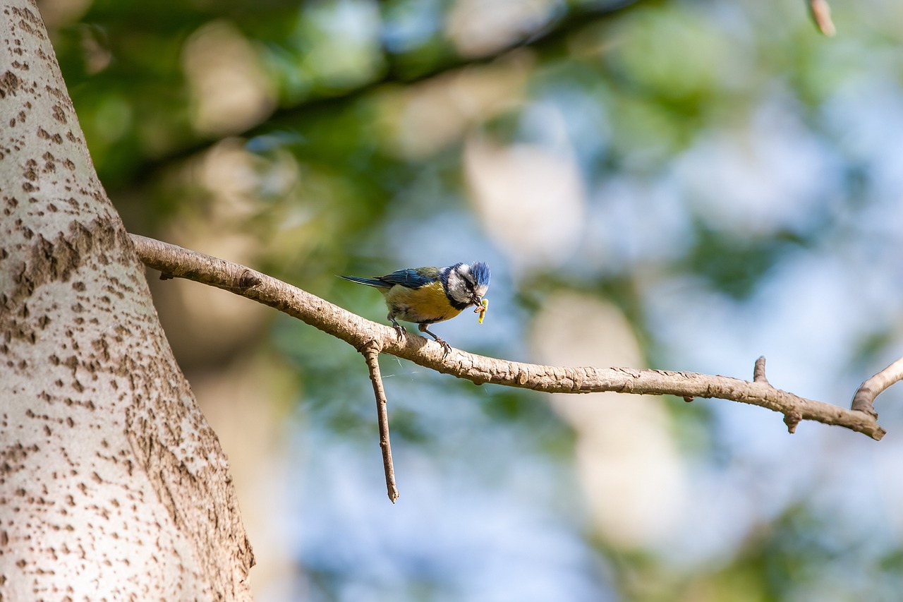 The Top Birdwatching Spots in Point Reyes National Seashore